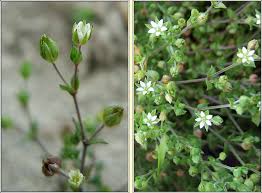 Attēlu rezultāti vaicājumam “Arenaria serpyllifolia flower”