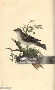 Image result for Sylvia hortensis