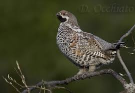 Attēlu rezultāti vaicājumam “Bonasa bonasia eggs”