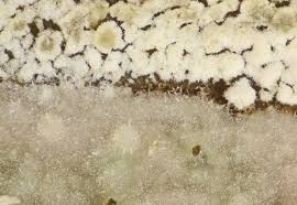 Attēlu rezultāti vaicājumam “Phlebiopsis gigantea”