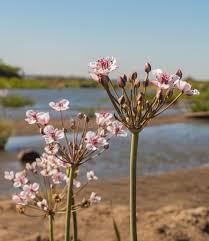 Attēlu rezultāti vaicājumam “Butomaceae”