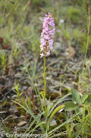 Attēlu rezultāti vaicājumam “Gymnadenia conopsea fruit”