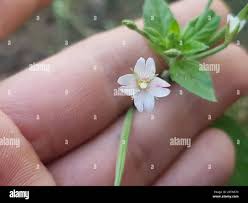 Attēlu rezultāti vaicājumam “Epilobium roseum flower”
