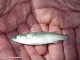 Image result for Chelon ramada