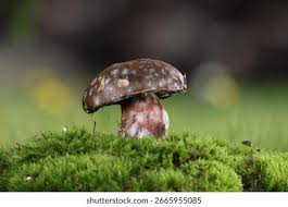 Attēlu rezultāti vaicājumam “Hypomyces chrysospermus”