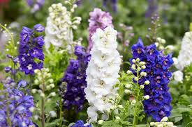 Image result for Delphinium consolida