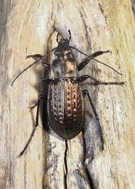 Attēlu rezultāti vaicājumam “Carabus granulatus”