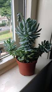 Image result for Mehikasvi