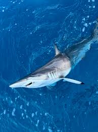 Image result for Carcharhinus brevipinna