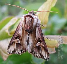 Attēlu rezultāti vaicājumam “Actinotia polyodon”