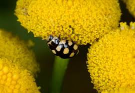 Attēlu rezultāti vaicājumam “Coccinula quatuordecimpustulata”