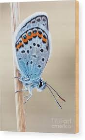 Attēlu rezultāti vaicājumam “Plebejus idas underside”