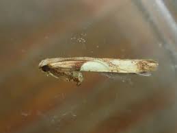 Attēlu rezultāti vaicājumam “Caloptilia hemidactylella”