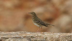 Attēlu rezultāti vaicājumam “Anthus trivialis adult”