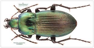 Attēlu rezultāti vaicājumam “Poecilus versicolor”