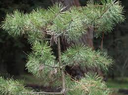 Attēlu rezultāti vaicājumam “Pinus sylvestris male flower”