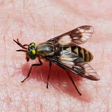 Attēlu rezultāti vaicājumam “Chrysops”