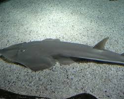 Image result for Glaucostegus cemiculus