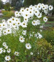 Image result for Leucanthemella serotina