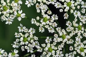 Attēlu rezultāti vaicājumam “Chaerophyllum aromaticum”