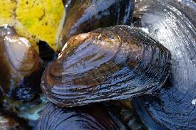 Image result for Suffolk Coastal Floaters