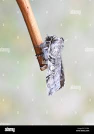 Attēlu rezultāti vaicājumam “Achlya flavicornis”