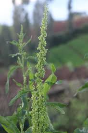 Attēlu rezultāti vaicājumam “Rumex confertus”