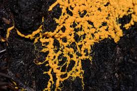 Attēlu rezultāti vaicājumam “Leocarpus fragilis young”