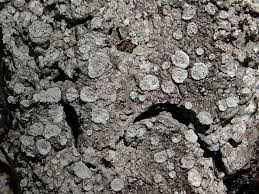 Attēlu rezultāti vaicājumam “Pertusaria albescens”