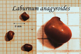 Attēlu rezultāti vaicājumam “Laburnum alpinum fruit”