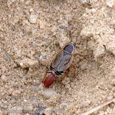 Attēlu rezultāti vaicājumam “Ectobius sylvestris”