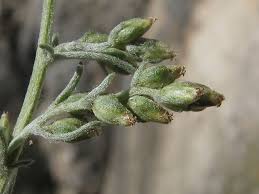 Attēlu rezultāti vaicājumam “Artemisia campestris bud”