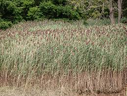Attēlu rezultāti vaicājumam “Phragmites communis flower”