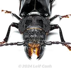 Attēlu rezultāti vaicājumam “Diderma umbilicatum stalked”