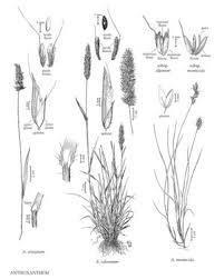 Attēlu rezultāti vaicājumam “Anthoxanthum odoratum flower”