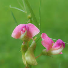 Attēlu rezultāti vaicājumam “Lathyrus sylvestris bud”