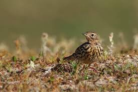 Image result for Anthus cervinus