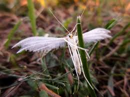 Attēlu rezultāti vaicājumam “Pterophorus pentadactyla”