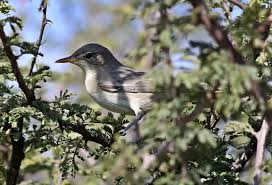 Image result for Hippolais olivetorum