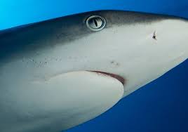 Image result for Carcharhinus amblyrhynchos