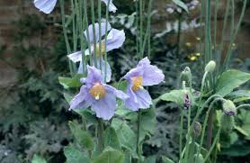 Image result for Meconopsis betonicifolia
