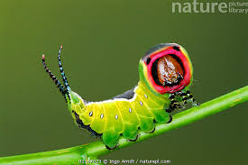 Attēlu rezultāti vaicājumam “Cerura vinula”