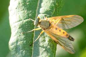 Attēlu rezultāti vaicājumam “Rhagionidae”