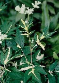Attēlu rezultāti vaicājumam “Filipendula ulmaria  leaf”