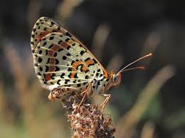 Attēlu rezultāti vaicājumam “Melitaea didyma male”