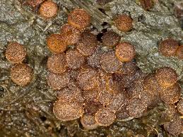 Attēlu rezultāti vaicājumam “Ascobolus furfuraceus”