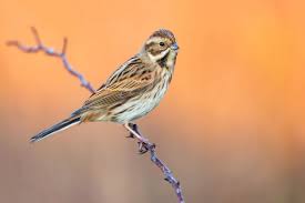 Attēlu rezultāti vaicājumam “Emberiza schoeniclus”