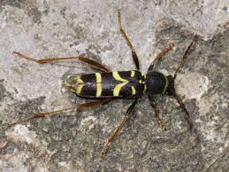 Attēlu rezultāti vaicājumam “Clytus arietis”