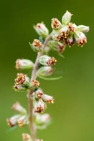 Attēlu rezultāti vaicājumam “Artemisia vulgaris flower”