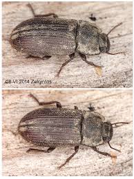 Attēlu rezultāti vaicājumam “Opatrum sabulosum”